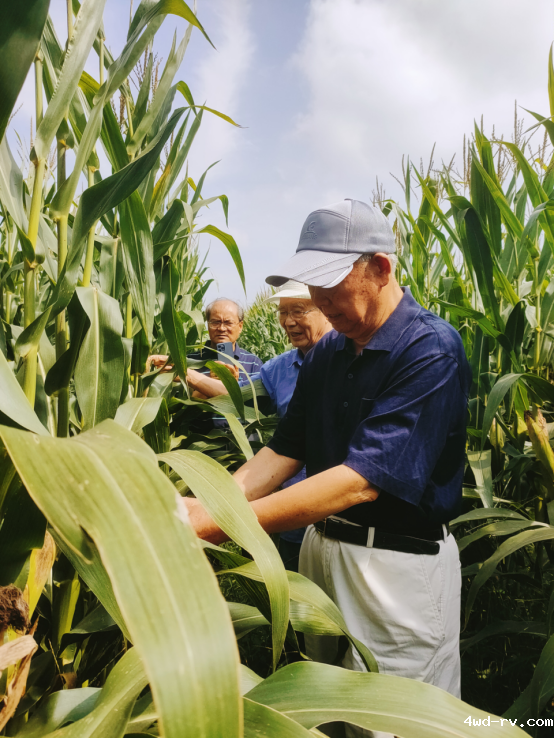 徐州市农业老科技工作者协会实施玉米密植水肥一体化高产攻关取得突破1372.png 徐州市农业老科技工作者协会实施玉米密植水肥一体化高产攻关取得突破1372.png