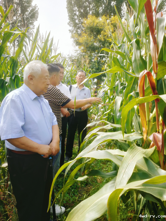 徐州市农业老科技工作者协会实施玉米密植水肥一体化高产攻关取得突破1684.png 徐州市农业老科技工作者协会实施玉米密植水肥一体化高产攻关取得突破1684.png