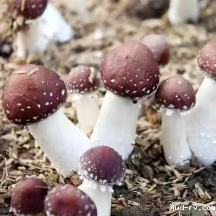 徐州市农业老科协助力增收新产业770.png 徐州市农业老科协助力增收新产业770.png