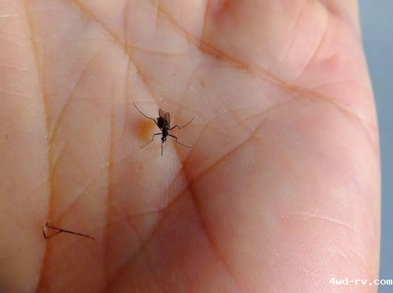 吃大蒜洋葱能驱蚊280.png 吃大蒜洋葱能驱蚊280.png