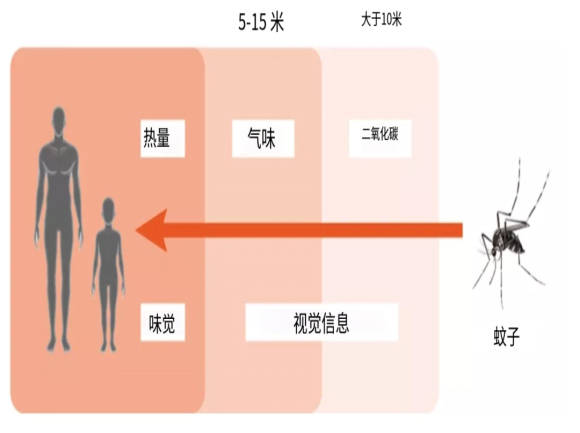 吃大蒜洋葱能驱蚊1136.png 吃大蒜洋葱能驱蚊1136.png