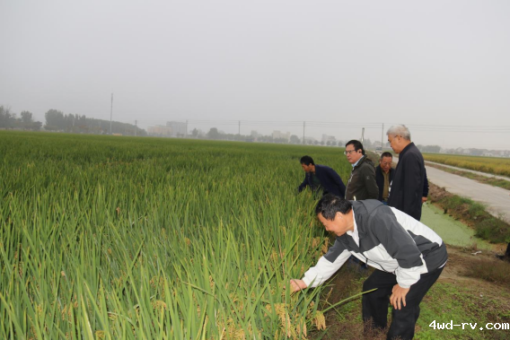 徐州市科协现代农业领域学会联合体组织开展水稻观摩和秋播指导活动(通讯稿)156.png 徐州市科协现代农业领域学会联合体组织开展水稻观摩和秋播指导活动(通讯稿)156.png